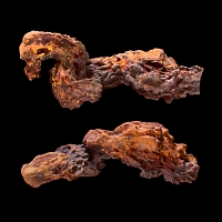 coproliet madagaskar 1-2015 1543-1516